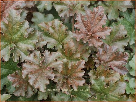 Heuchera &#039;Cappuchino&#039; | Purperklokje