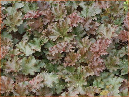 Heuchera &#039;Cappuchino&#039; | Purperklokje