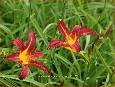 Hemerocallis &#039;Autumn Red&#039; | Daglelie