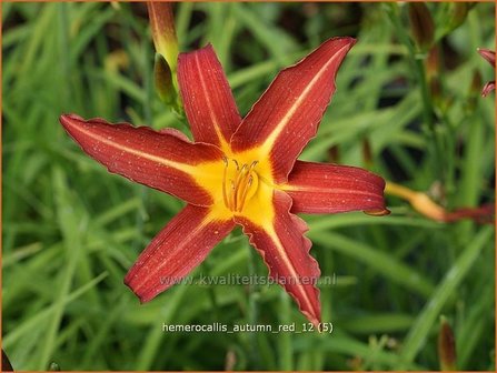 Hemerocallis 'Autumn Red' | Daglelie