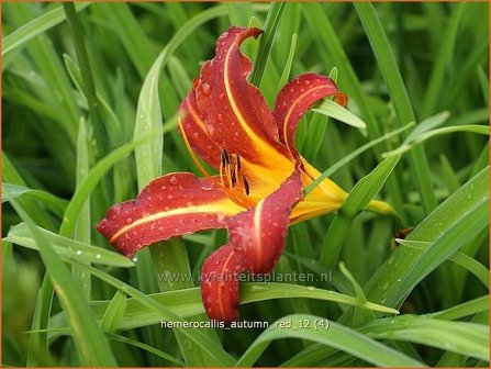 Hemerocallis &#039;Autumn Red&#039; | Daglelie