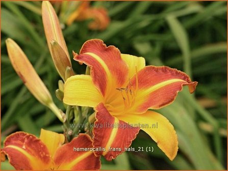 Hemerocallis 'Frans Hals' | Daglelie | Taglilie