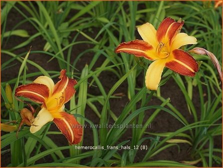 Hemerocallis 'Frans Hals' | Daglelie | Taglilie