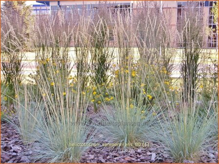 Helictotrichon sempervirens | Blauwstraalhaver, Sierhaver