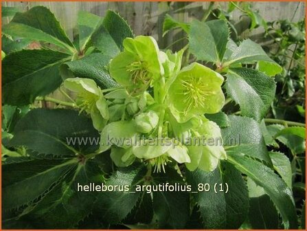 Helleborus argutifolius | Kerstroos, Stinkend nieskruid