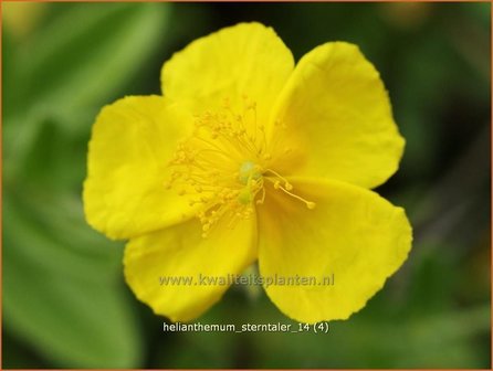 Helianthemum &#039;Sterntaler&#039; | Zonneroosje