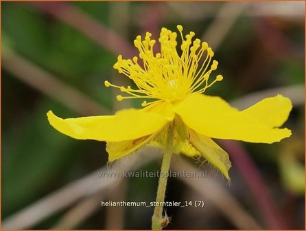 Helianthemum &#039;Sterntaler&#039; | Zonneroosje