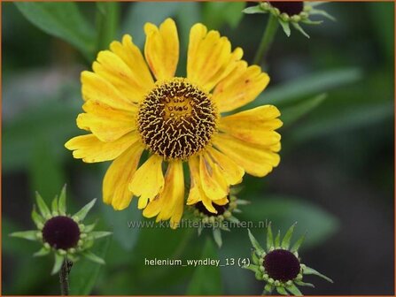 Helenium 'Wyndley' | Zonnekruid