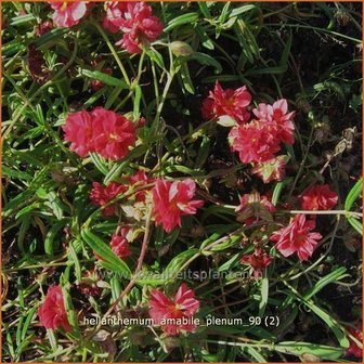 Helianthemum &#039;Amabile Plenum&#039; | Zonneroosje