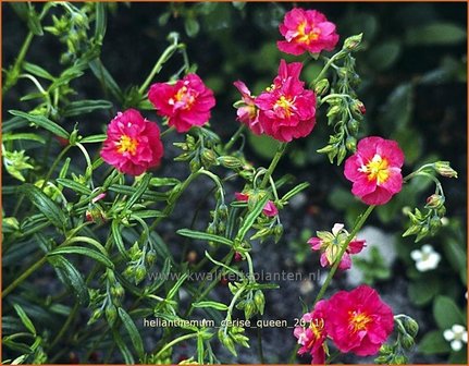 Helianthemum &#039;Cerise Queen&#039; | Zonneroosje