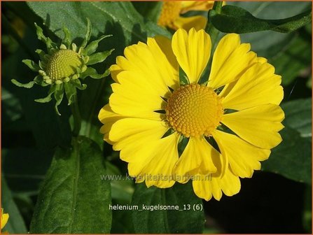 Helenium &#039;Kugelsonne&#039; | Zonnekruid