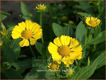 Helenium &#039;Kugelsonne&#039; | Zonnekruid