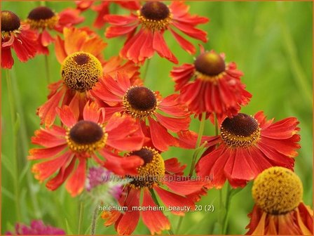 Helenium &#039;Moerheim Beauty&#039; | Zonnekruid | Sonnenbraut