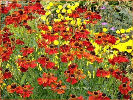 Helenium &#039;Moerheim Beauty&#039; | Zonnekruid | Sonnenbraut