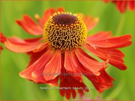 Helenium &#039;Moerheim Beauty&#039; | Zonnekruid | Sonnenbraut