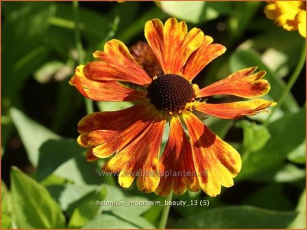 Helenium &#039;Moerheim Beauty&#039; | Zonnekruid | Sonnenbraut