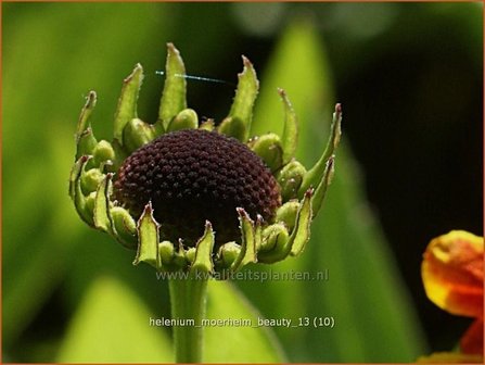 Helenium &#039;Moerheim Beauty&#039; | Zonnekruid | Sonnenbraut