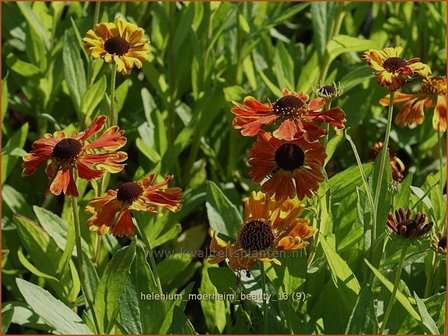 Helenium &#039;Moerheim Beauty&#039; | Zonnekruid | Sonnenbraut