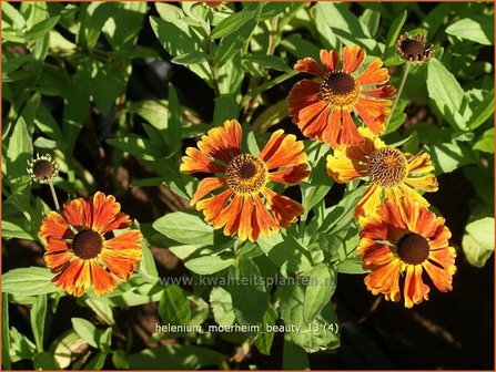 Helenium &#039;Moerheim Beauty&#039; | Zonnekruid | Sonnenbraut