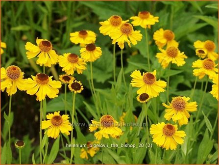 Helenium bigelovii &#039;The Bishop&#039; | Zonnekruid