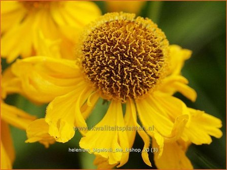 Helenium bigelovii &#039;The Bishop&#039; | Zonnekruid