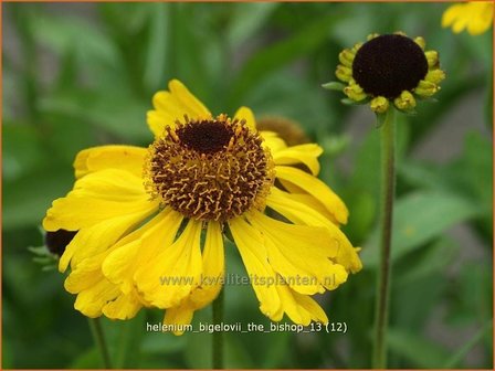 Helenium bigelovii &amp;#39;The Bishop&amp;#39;