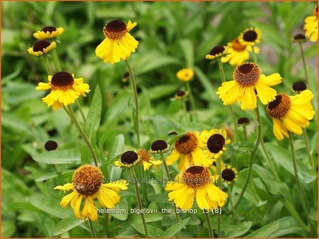 Helenium bigelovii &#039;The Bishop&#039; | Zonnekruid