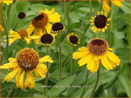 Helenium bigelovii &#039;The Bishop&#039; | Zonnekruid