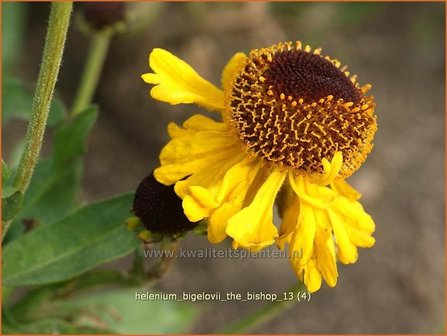 Helenium bigelovii &#039;The Bishop&#039; | Zonnekruid