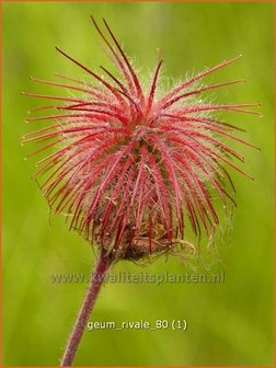 Geum rivale | Nagelkruid, Knikkend nagelkruid