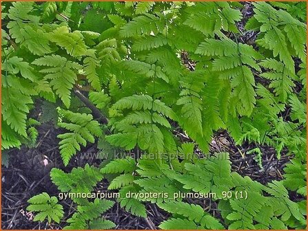 Gymnocarpium dryopteris 'Plumosum' | Gebogen driehoeksvaren