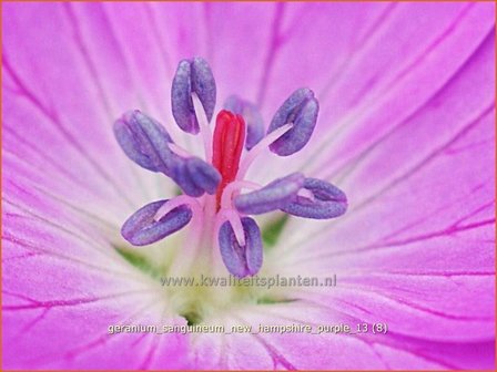 Geranium sanguineum &#039;New Hampshire Purple&#039; | Ooievaarsbek