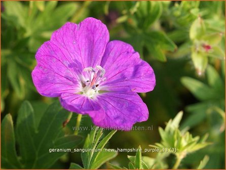 Geranium sanguineum &#039;New Hampshire Purple&#039; | Ooievaarsbek