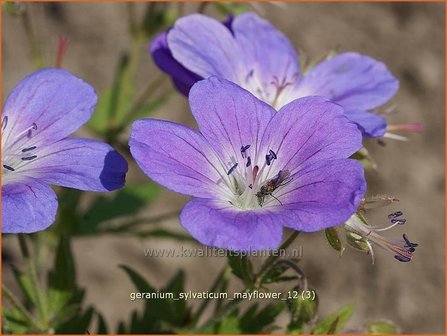 Geranium sylvaticum &#039;Mayflower&#039; | Bosooievaarsbek, Ooievaarsbek, Tuingeranium | Wald-Storchschnabel