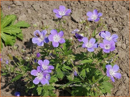 Geranium sylvaticum &#039;Mayflower&#039; | Bosooievaarsbek, Ooievaarsbek, Tuingeranium | Wald-Storchschnabel
