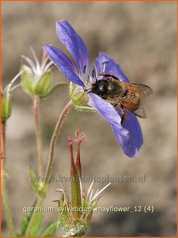 Geranium sylvaticum &#039;Mayflower&#039; | Bosooievaarsbek, Ooievaarsbek, Tuingeranium | Wald-Storchschnabel