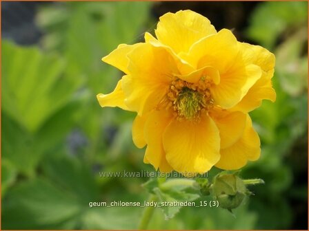 Geum chiloense 'Lady Stratheden' | Nagelkruid