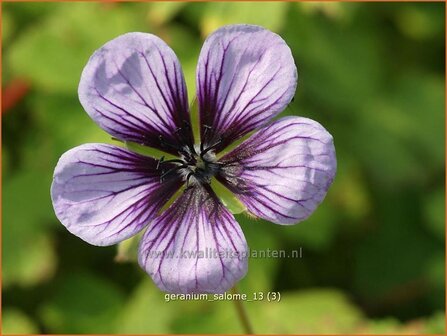 Geranium &amp;#39;Salome&amp;#39; | Ooievaarsbek, Tuingeranium | Storchschnabel