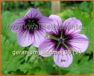 Geranium &amp;#39;Salome&amp;#39; | Ooievaarsbek, Tuingeranium | Storchschnabel