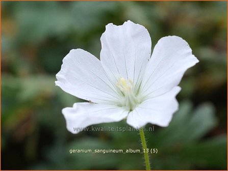 Geranium sanguineum &#039;Album&#039; | Ooievaarsbek