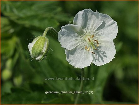 Geranium phaeum &#039;Album&#039; | Donkere ooievaarsbek, Ooievaarsbek, Tuingeranium, Geranium | Brauner Storchschnabel | Dusky