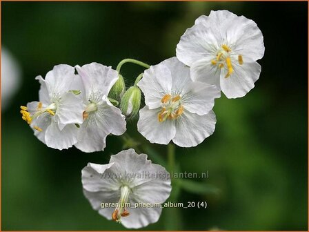 Geranium phaeum &#039;Album&#039; | Donkere ooievaarsbek, Ooievaarsbek, Tuingeranium, Geranium | Brauner Storchschnabel | Dusky