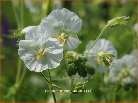 Geranium phaeum &#039;Album&#039; | Donkere ooievaarsbek, Ooievaarsbek, Tuingeranium, Geranium | Brauner Storchschnabel | Dusky