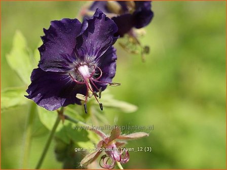 Geranium phaeum 'Raven' | Ooievaarsbek