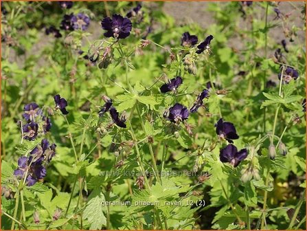 Geranium phaeum 'Raven' | Ooievaarsbek