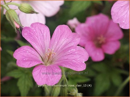 Geranium oxonianum &#039;Rose Clair&#039; | Ooievaarsbek