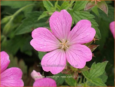 Geranium oxonianum &#039;Rose Clair&#039; | Ooievaarsbek