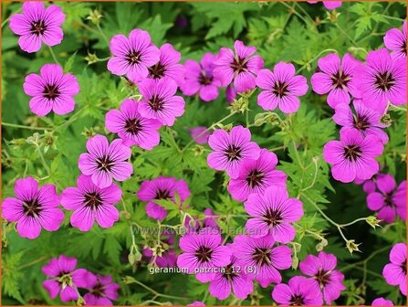 Geranium &#039;Patricia&#039; | Ooievaarsbek