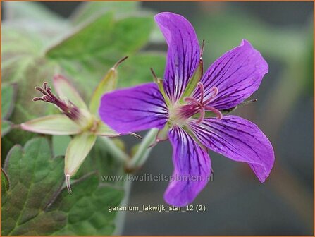 Geranium &#039;Lakwijk Star&#039; | Ooievaarsbek