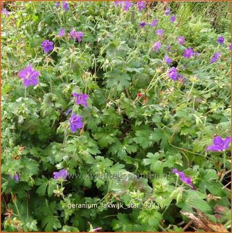 Geranium &#039;Lakwijk Star&#039; | Ooievaarsbek